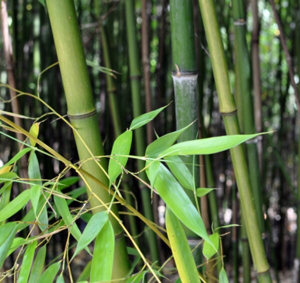 Bambou géant - Phyllostachys viridiglaucescens