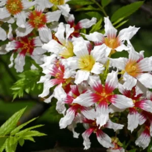 Xanthoceras sorbifolium