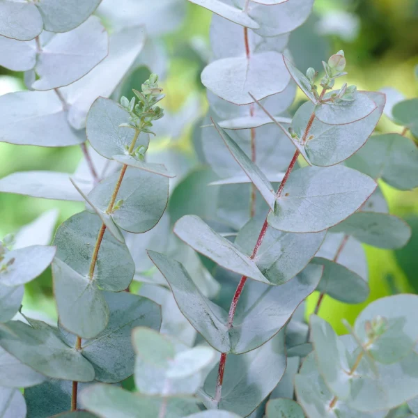 Gommier argenté - Eucalyptus Baby Blue – Image 3