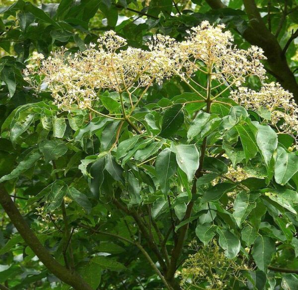 Arbre à miel - Tetradium danielii – Image 3