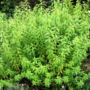 Verveine - Lippia citriodora