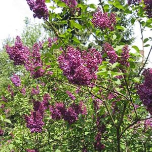 Lilas commun - Syringa vulgaris