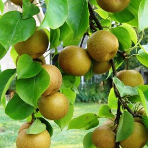 Nashi Hosui - Pyrus pyrifolia