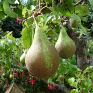 Poirier Conférence - Pyrus communis