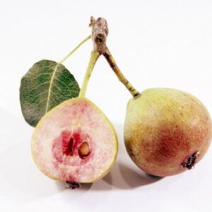 Poirier Winter Blutbirne - Pyrus communis