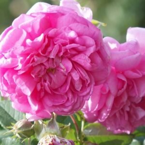 Rosier de Damas - Rosa Damascena