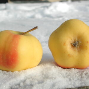 Pommier Api étoilée - Malus communis