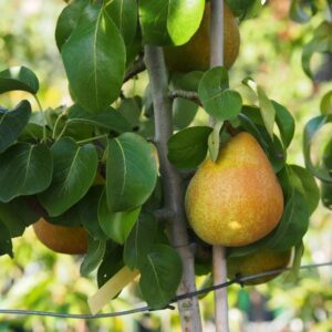 Poirier Beurré hardy - Pyrus communis