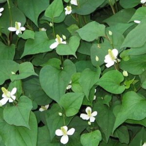 Coriandre des bois, Poivre de chine - Houttuynia cordata