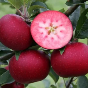 Pommier à chair rouge - Malus communis / domestica