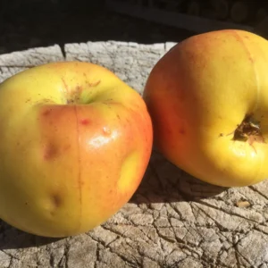 Pommier Winter Banana - Malus communis