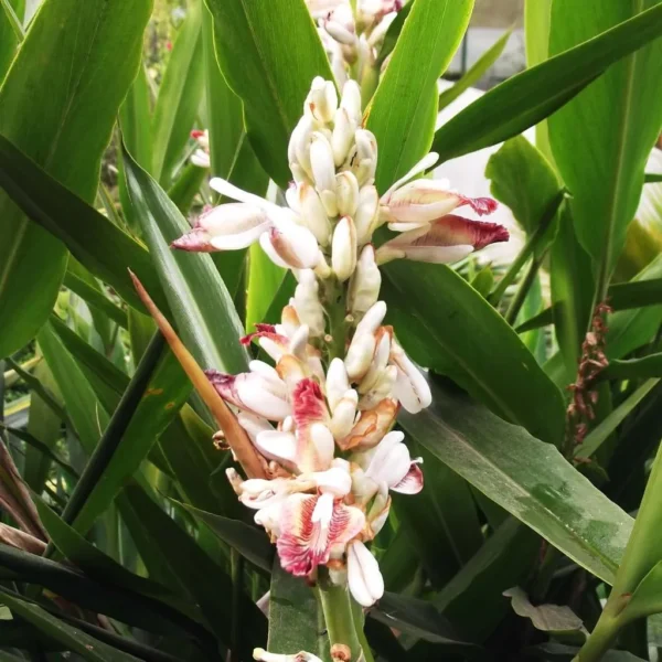 Grand galanga - Gingembre rouge - Alpinia galanga