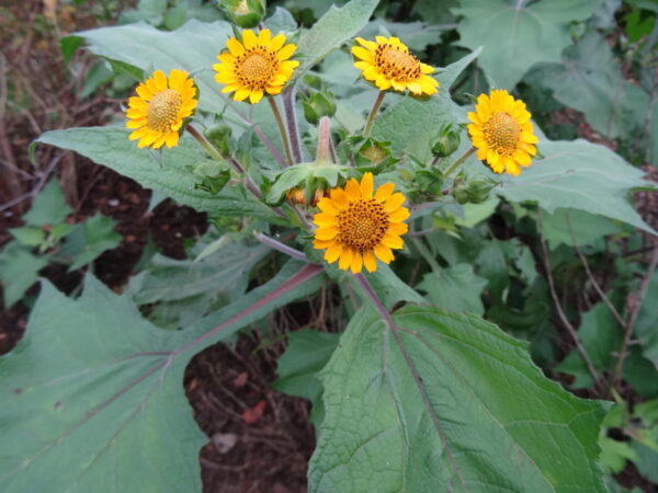 Yacon - Poire de terre - Smallanthus sonchifolius