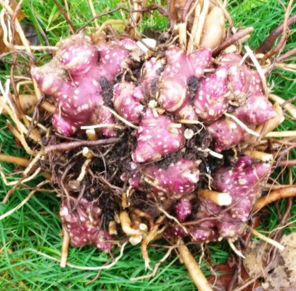 Yacon - Poire de terre - Smallanthus sonchifolius – Image 3