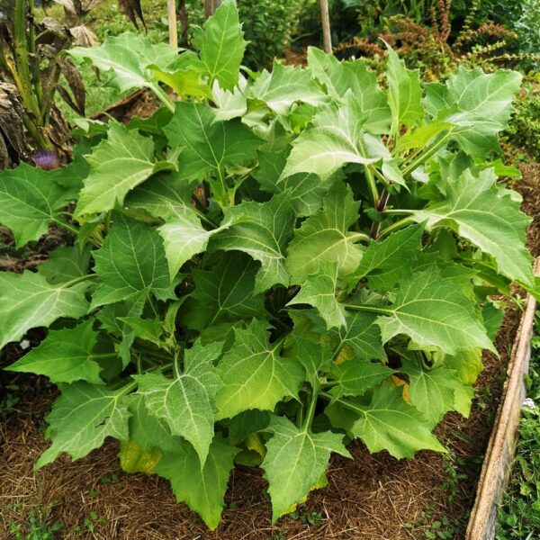 Yacon - Poire de terre - Smallanthus sonchifolius – Image 2