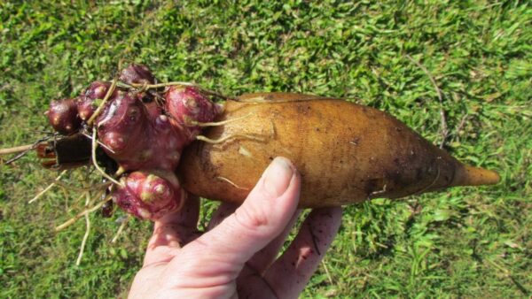 Yacon - Poire de terre - Smallanthus sonchifolius – Image 4