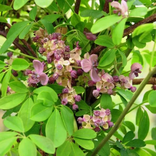 Akébie à cinq feuilles Silver bells - Akebia quinata silver bells