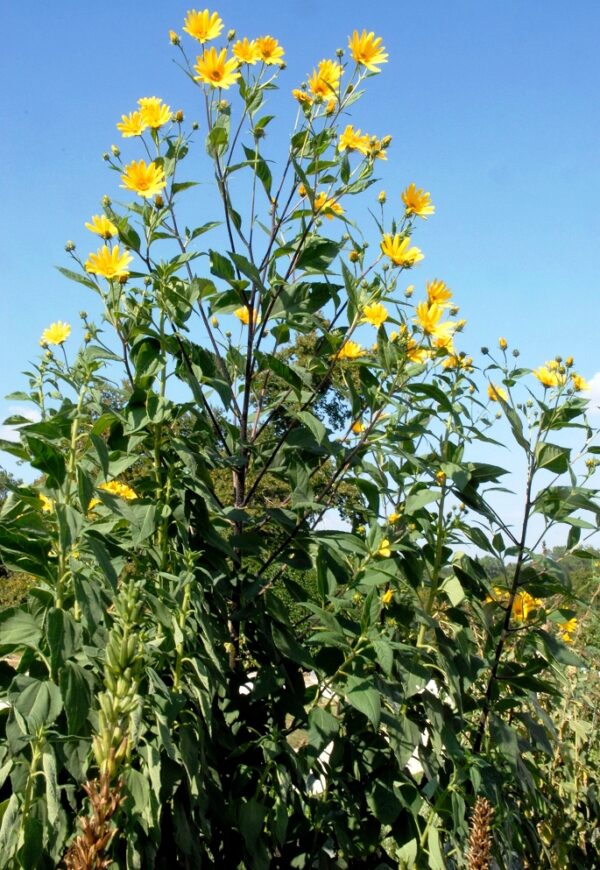 Topinambours - Helianthus tuberosus