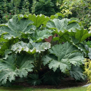 Rhubarbe géante du Brésil - Gunnera manicata
