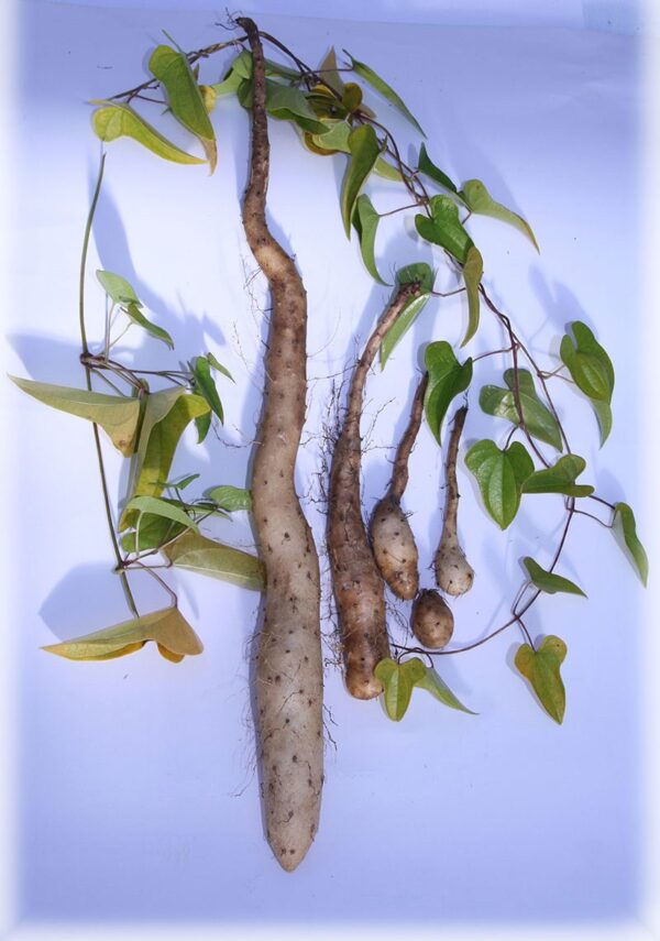 Igname de chine - Dioscorea batatas – Image 2