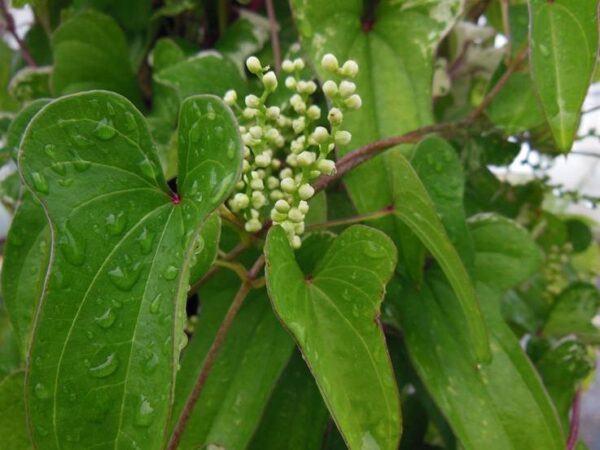 Igname de chine - Dioscorea batatas