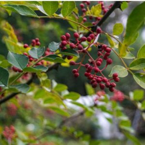 Poivrier du Sichuan - Zanthoxylum piperitum