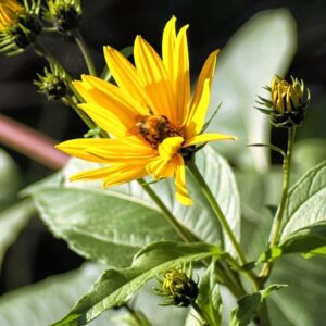 Topinambour nain - Helianthus tuberosus Dwarf
