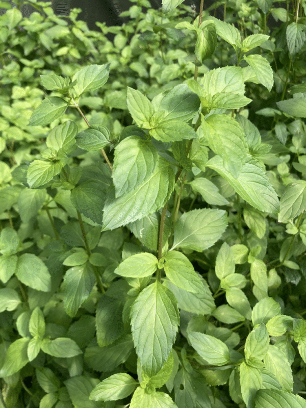 Basilic perpétuel du kilimandjaro – Ocimum kilimandscharicum – Image 2