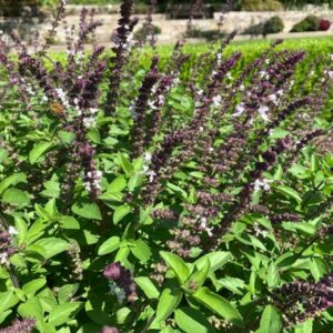 Basilic perpétuel du kilimandjaro – Ocimum kilimandscharicum