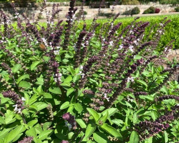 Basilic perpétuel du kilimandjaro – Ocimum kilimandscharicum