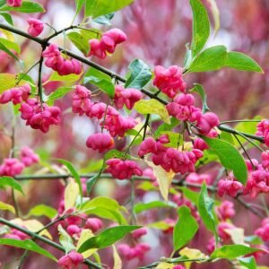 Fusain d'Europe - Euonymus europaeus