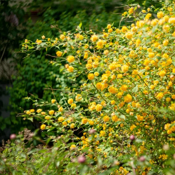 Corête du Japon Pleniflora - Kerria Japonica – Image 2