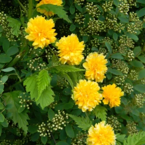 Corête du Japon Pleniflora - Kerria Japonica