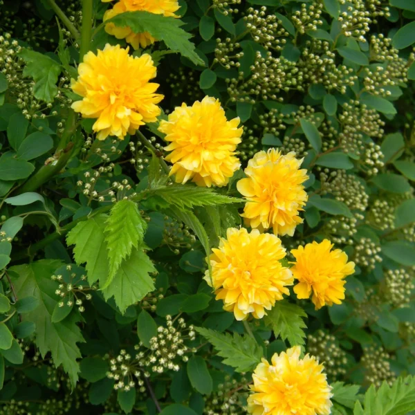 Corête du Japon Pleniflora - Kerria Japonica