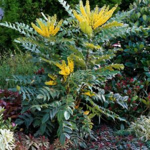 Mahonia faux houx - Mahonia media winter sun