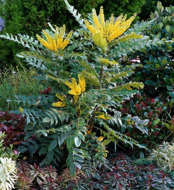 Mahonia faux houx - Mahonia media winter sun