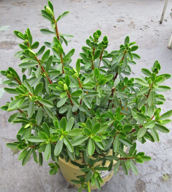 Poivre Cannelle - Peperomia congona – Image 2