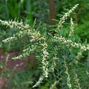 Verveine d'Argentine - Aloysia polystachya