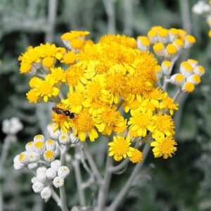 Absinthe - Artemisia absinthium