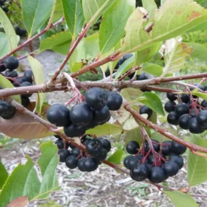 Aronia Viking - Aronia prunifolia