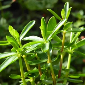 Poivre Cannelle - Peperomia congona