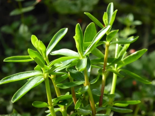 Poivre Cannelle - Peperomia congona