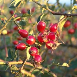 Eglantier - Rosa canina