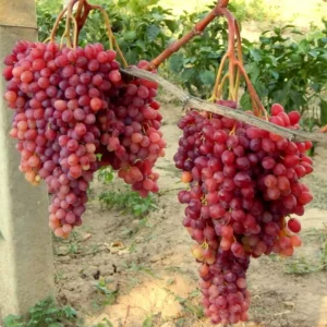 Vigne Einset - Vitis vinifera X Labrusca