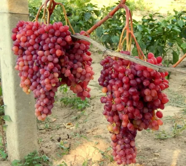 Vigne Einset - Vitis vinifera X Labrusca