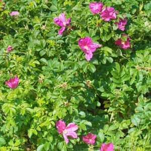 Rosier Rugueux Rouge - Rosa rugosa rubra