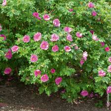 Rosier Rugueux Rouge - Rosa rugosa rubra