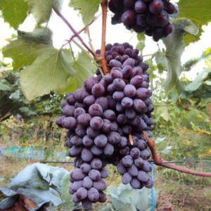 Vigne Jupiter - Vitis vinifera X Labrusca