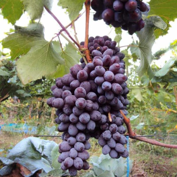 Vigne Jupiter - Vitis vinifera X Labrusca