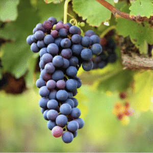 Vigne Mars - Vitis vinifera X Labrusca